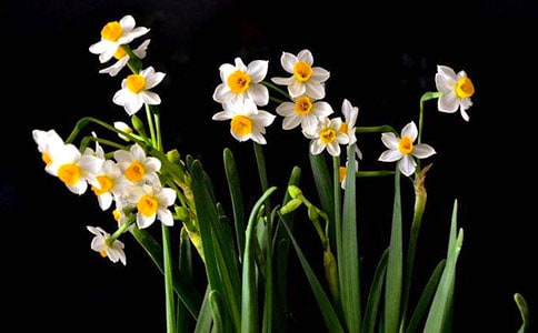 水仙觀察日記(精選15篇)