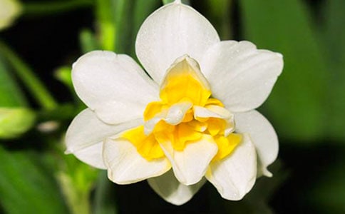 有關(guān)水仙花觀察日記模板集錦5篇