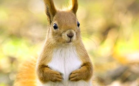 ��ţ������Ԣ�Թ���