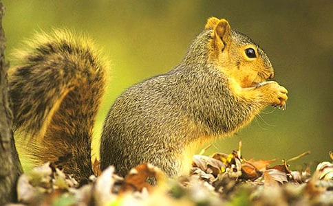 �����n����Ҫ��(n��i)��