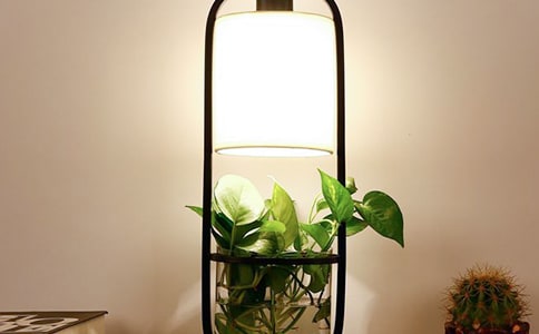 小臺(tái)燈小學(xué)五年級作文