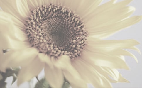 我是太陽花想象作文