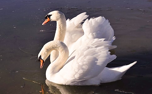 ���Z���̰�