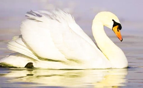 �P���茑���Z�ľ���