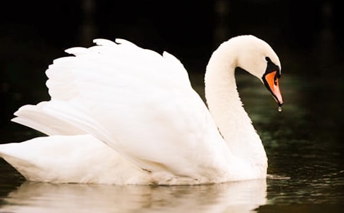 關(guān)于天鵝的句子