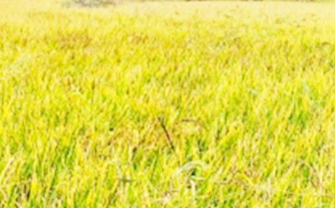 三年級(jí)田野作文(精選28篇)