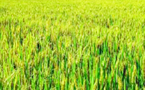 �茑��Ұ�ľ������p