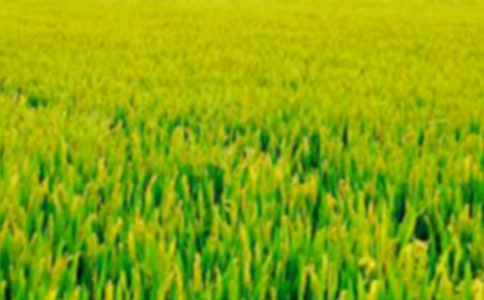 三年級田野作文九篇