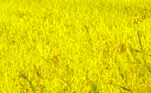 田野-五年級寫景作文