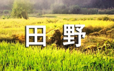 美麗的田野四年級(jí)作文700字