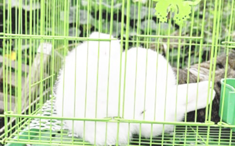 �茑���ӵľ���12ƪ