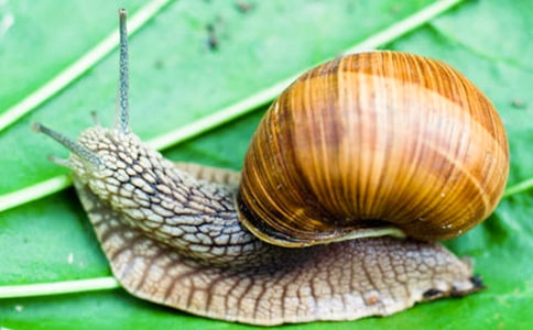 觀察蝸牛日記集合8篇