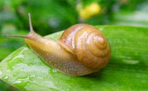 觀察蝸牛的日記