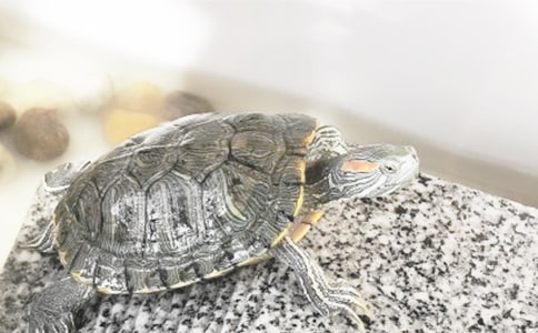 《烏龜和老鷹》讀后感