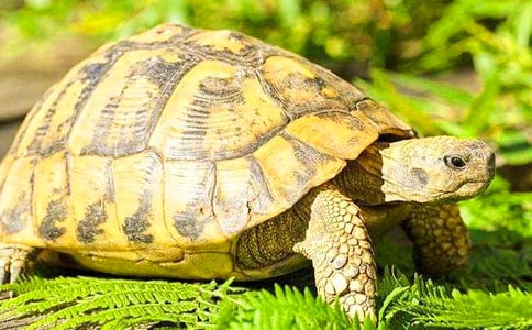 Ԣ�Թ��¡����Ğ�����