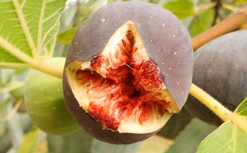 描寫無花果的句子精選