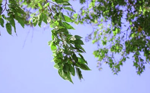 關(guān)于朋友圈午安問候語(通用40句)