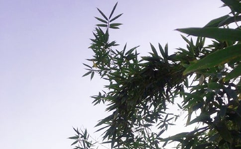 治愈系午安問(wèn)候語(yǔ)短信44條