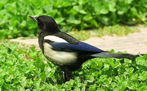 ���꼉(j��)������(sh��)�ϵ�ϲ�o���̌W(xu��)�O(sh��)Ӌ(j��)ģ��