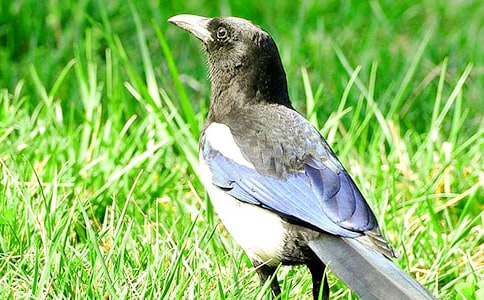 ϲ�o��(y��u)��ɢ��