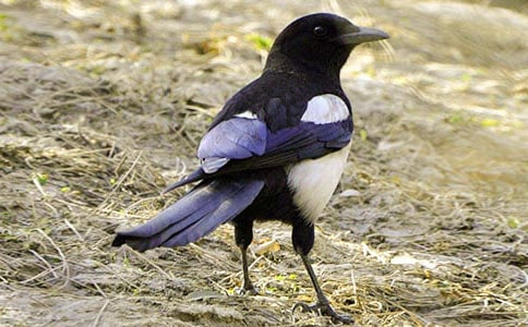 ��������һֻСϲ�o���꼉����