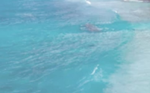 夏日美景說(shuō)明文800字