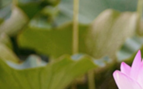 以夏至未至為題的散文