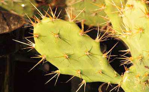 熱愛生命的仙人掌小學生作文500字