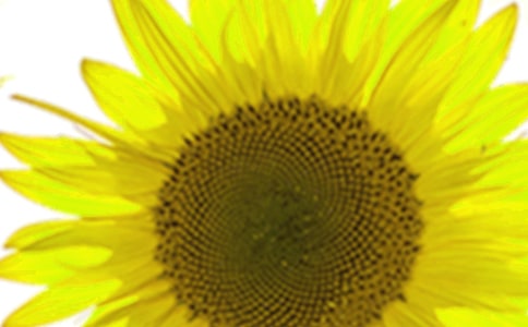 【熱門】向日葵觀察日記