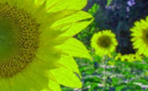 尋找向日葵小學作文600字