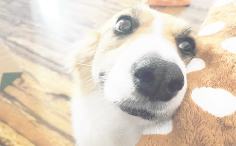 小班體育教案:小狗乖乖