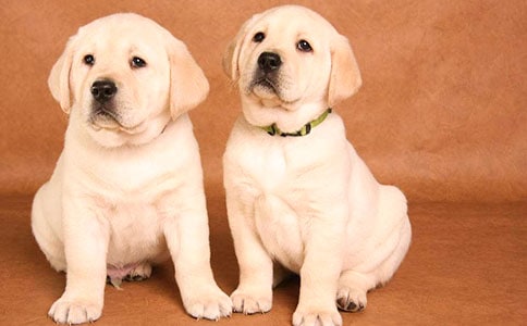 С����ѩ����ӛ