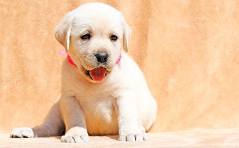 實用的小狗的發(fā)現(xiàn)作文四篇