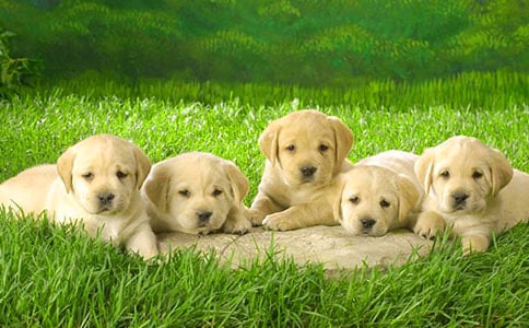 �뮔(d��ng)̫�(y��ng)��С����Ԣ�Թ���