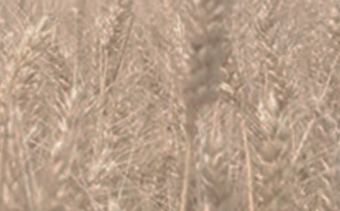 �茑С���ľ���