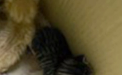 ����Ʒ���ɐ۵�С؈���꼉���İ�ƪ