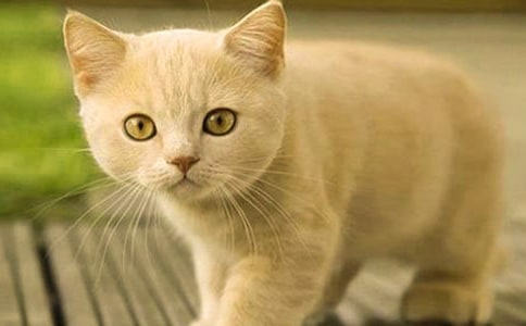 �P(gu��n)���˽̴�V��һ�꼉(j��)�σ�(c��)��С؈�N�~(y��)���Ľ̌W(xu��)�O(sh��)Ӌ(j��)