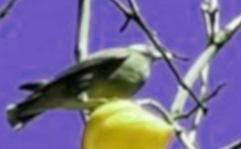 憤怒的小鳥觀后感