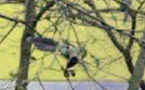 ��С�B(ni��o)�{�����Ľ̌W(xu��)�O(sh��)Ӌ(j��)