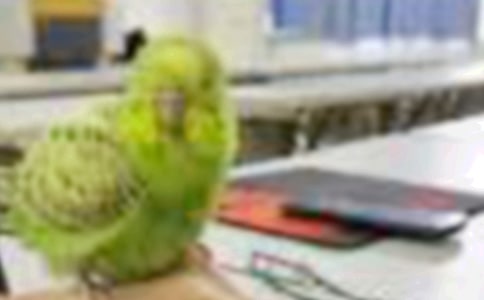 ��С�B(ni��o)�ļҡ��̌W(xu��)��˼6ƪ