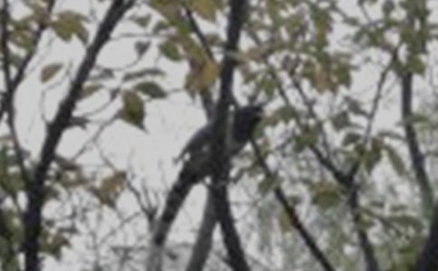 一只小鳥的讀后感范文