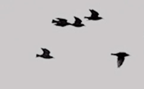 ��С�B�ĸ衷�̌W(xu��)�O(sh��)Ӌ(j��)