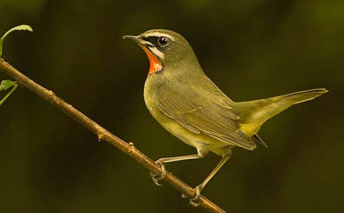 С�BСһ�������}�̰�