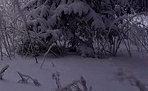 С��Сѩ��(ji��)�����g�̰����ģ�ͨ��5ƪ��