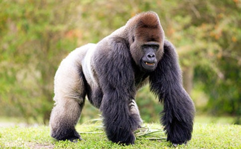 ���ְ���ֻ�����ɡ��x���