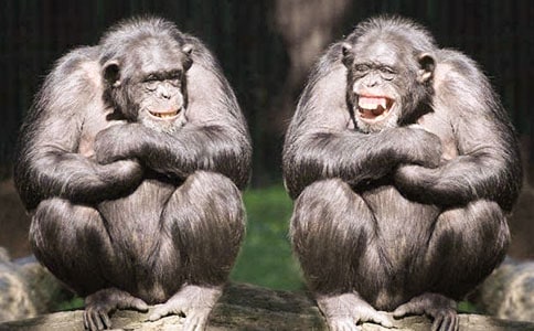 我是魔焰猩猩五年級作文