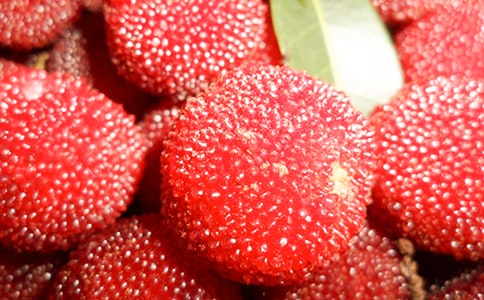 家鄉(xiāng)的楊梅作文(通用15篇)