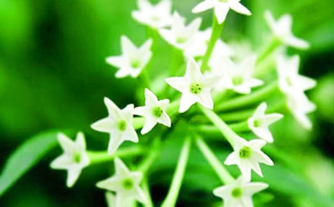 種下夜來香三年級作文