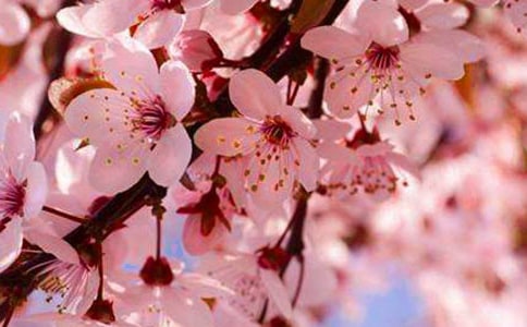 �茑�ѻ�ʢ�_�ă�(y��u)������