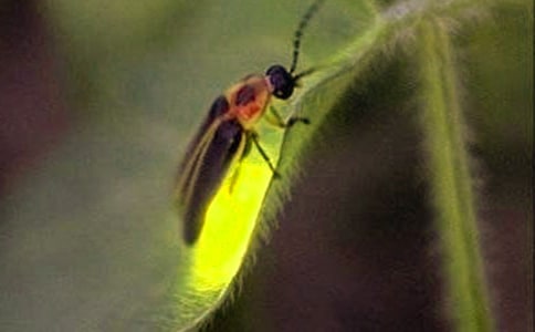 有趣的螢火蟲四年級(jí)作文